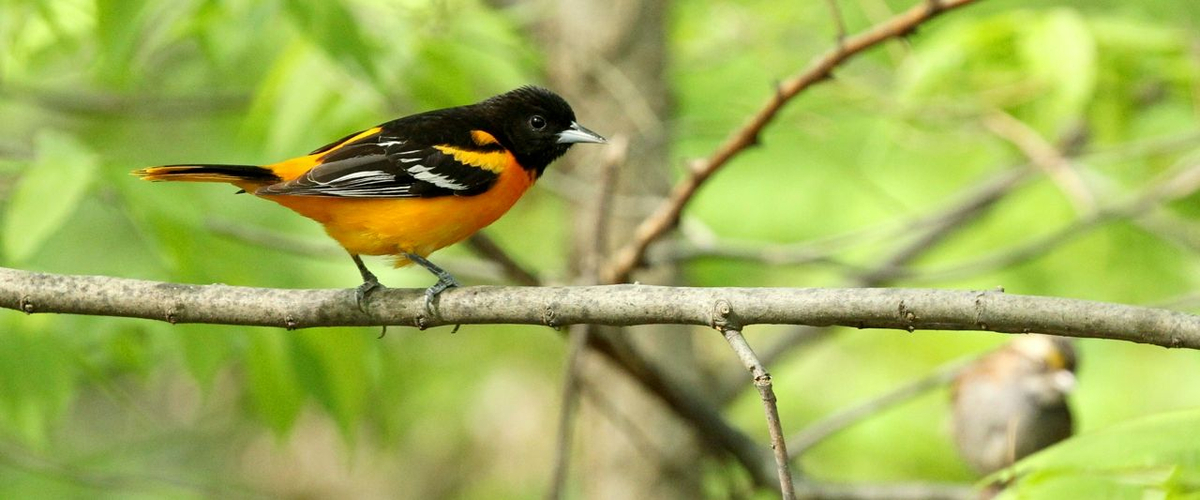 Spring Birding on the US East Coast
