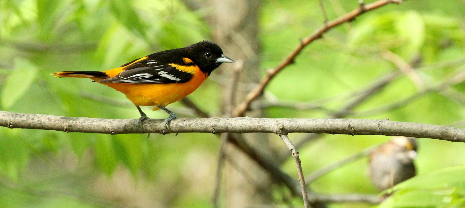 Baltimore Oriole (James Lees)