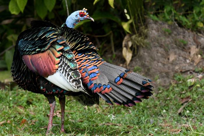 Ocellated Turkey