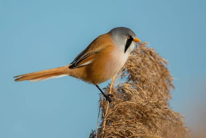 Bearded Tit shutterstock_1559955677.jpg