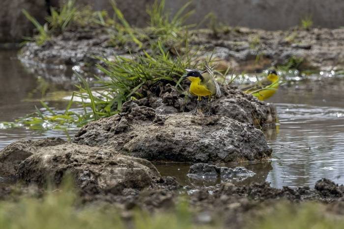 Black-headed Wagtails © Alun Gee