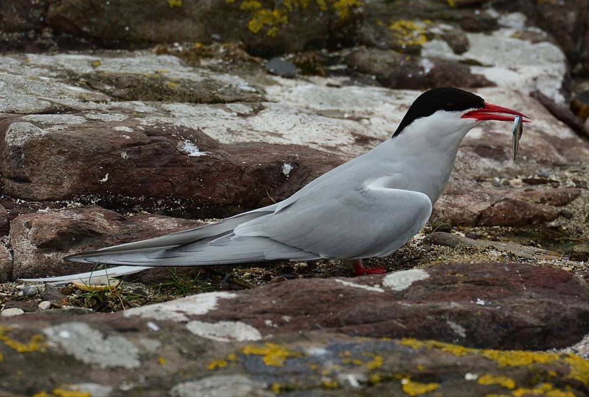 Arctic Tern (Tim Dean)