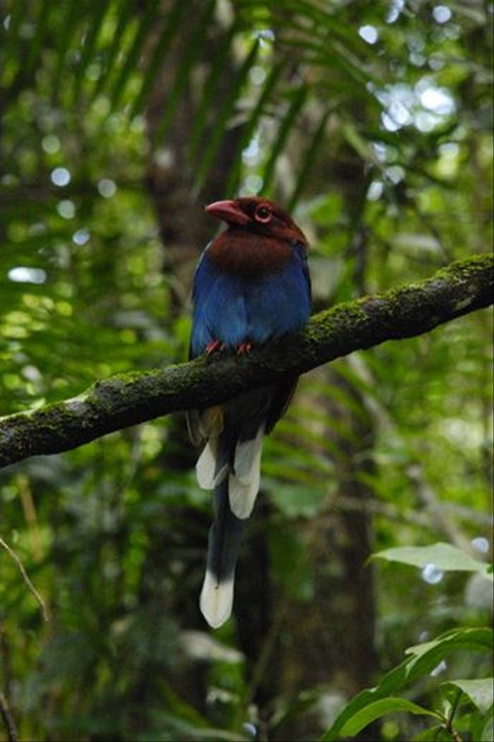 Sri Lanka Blue Magpie, Sinharaja Forest (Thomas Mills)