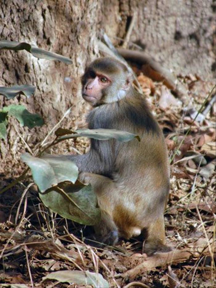 Rhesus Macaque (Duncan Stewart)