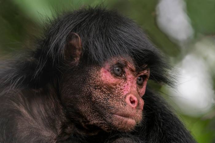 Guiana Spider Monkey