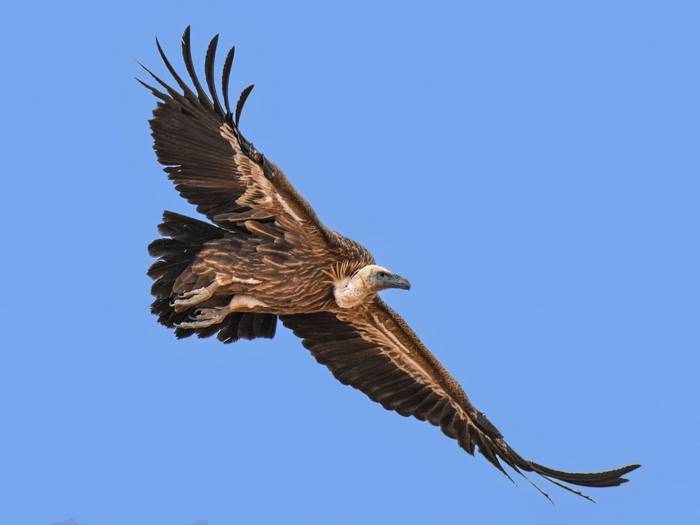 Himalayan Griffon Vulture