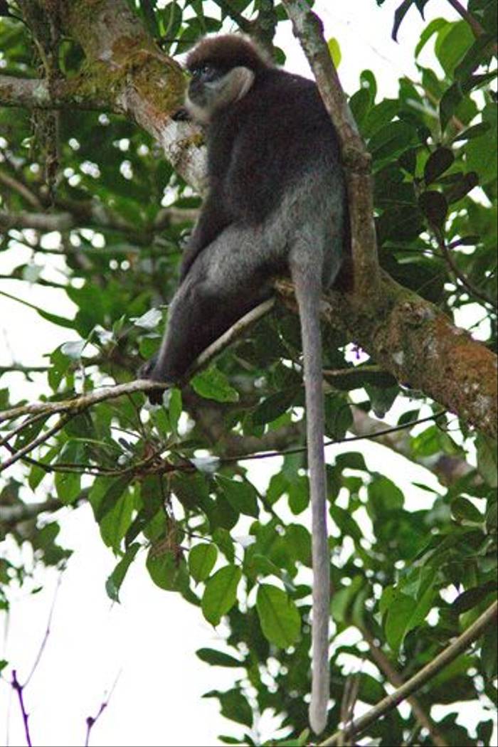 Purple-faced Leaf Monkey wet zone form (John Young)