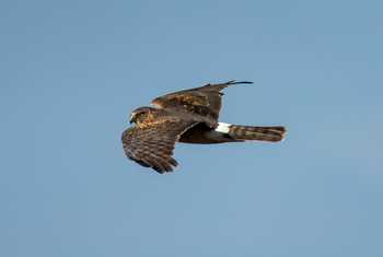 Hen Harrier shutterstock_1013773792.jpg