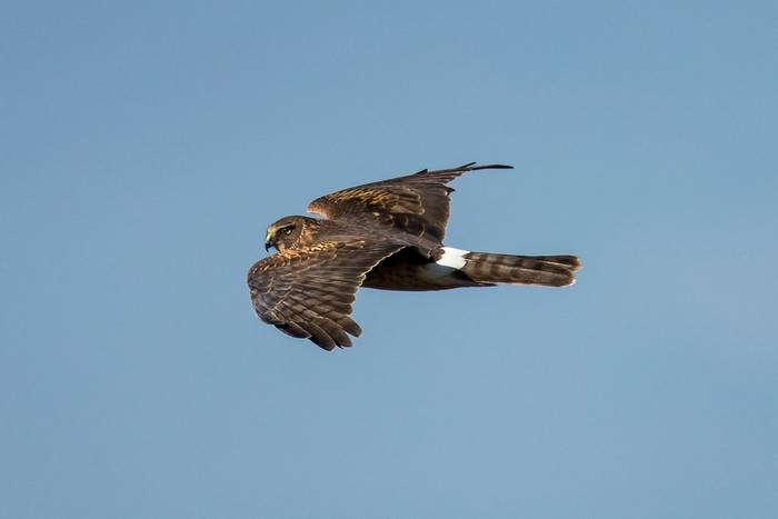 Hen Harrier shutterstock_1013773792.jpg