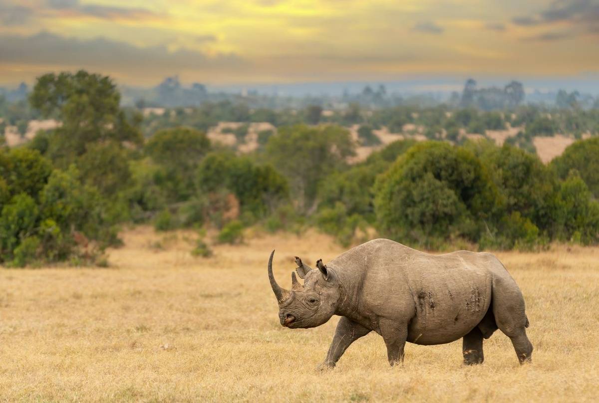 Laikipia: A Conservation & Sustainability Success Story