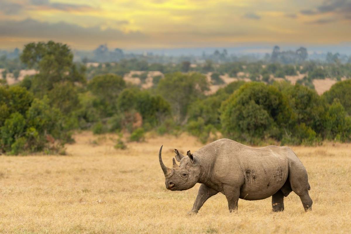 Laikipia: A Conservation & Sustainability Success Story