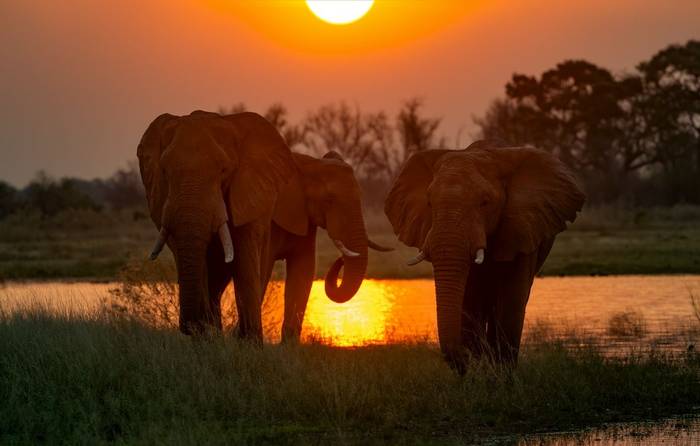 Elephants © Will Crombie, October '25 tour.jpg