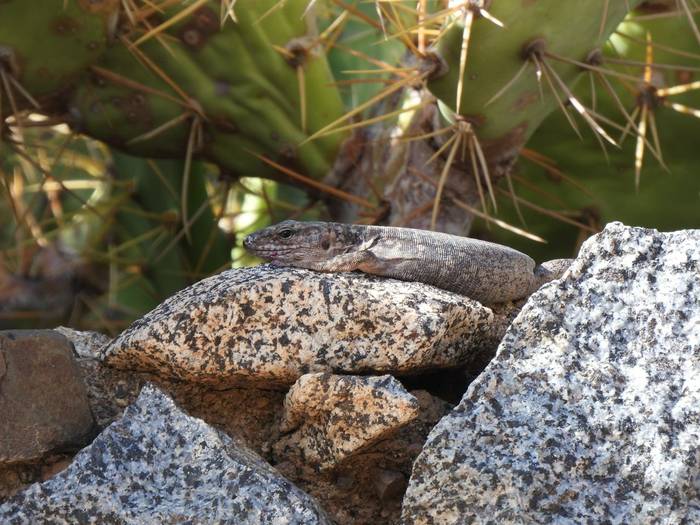 Canary Island Giant Lizard © Neil Sherman, November 2025 tour