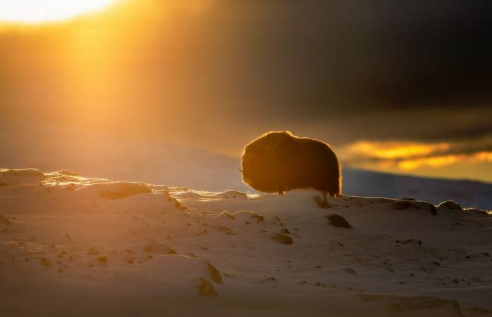 A powerful musk ox bull (Ovibos moschatus) is silhouetted against the warm glow of sunrise in a dramatic, snowy Arctic lands…