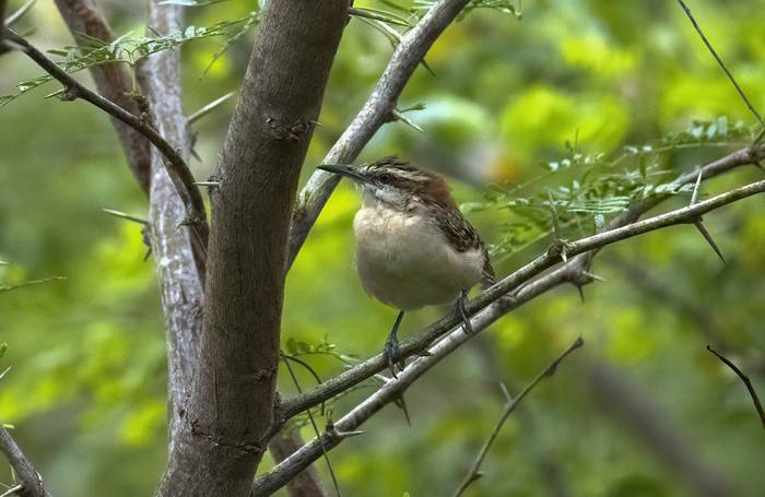 Russet-naped Wren, Benedicto Grijalva.png