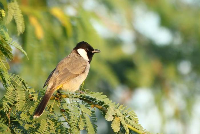 White-eared Bulbul