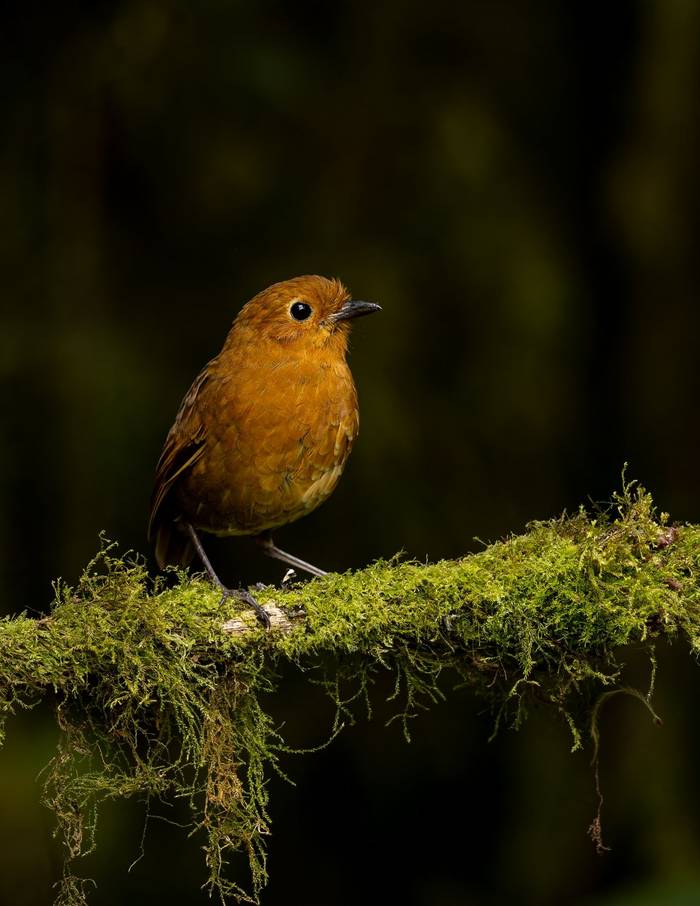 Rufous Antpitta © Francisco Muñoz.jpg