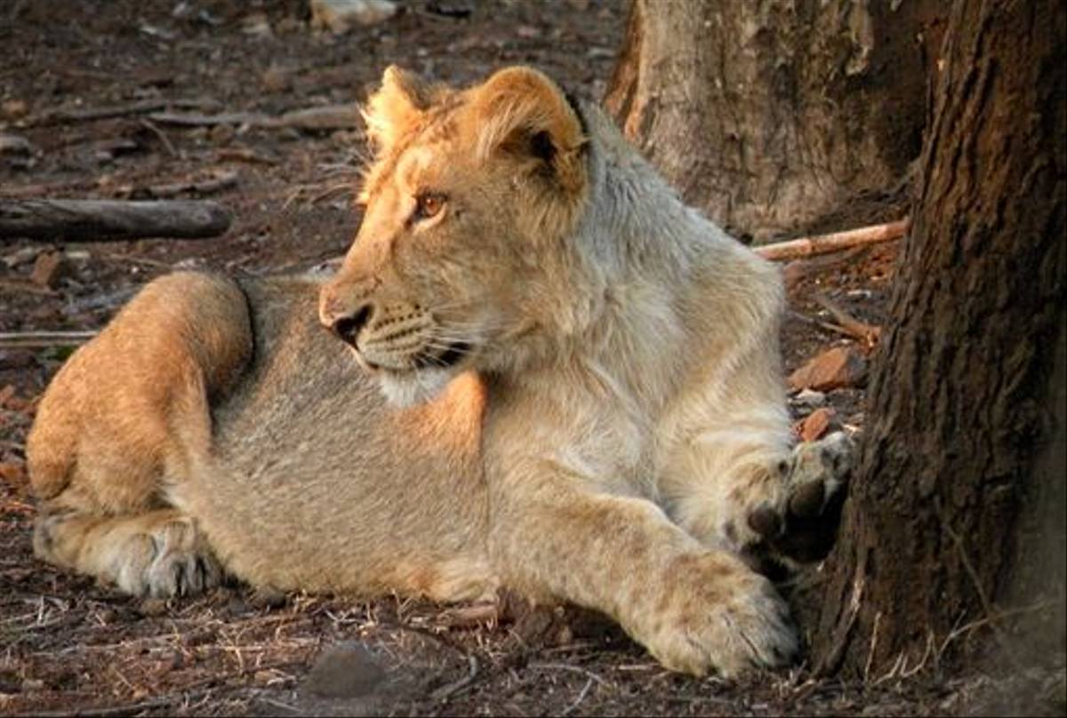 Asiatic Lion