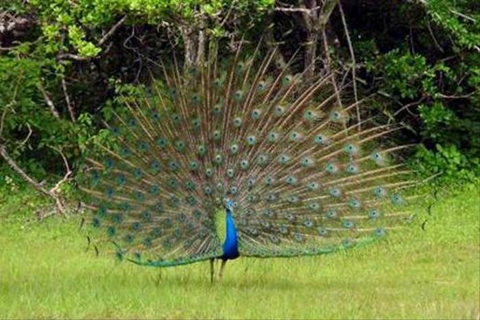 Indian Peacock (Chris Kehoe)