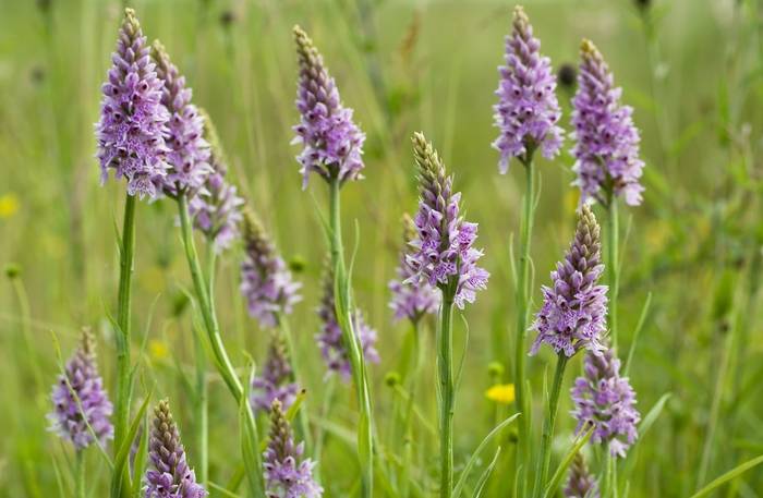 Common Spotted Orchids shutterstock_32718712.jpg