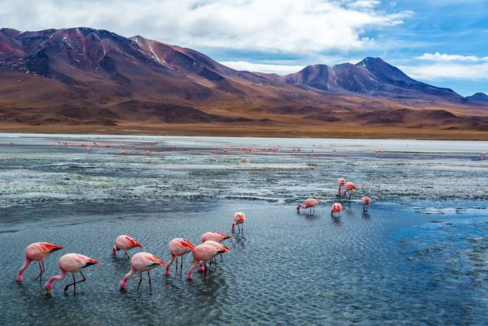 James's Flamingoes, Laguna Hedionda, Bolivia