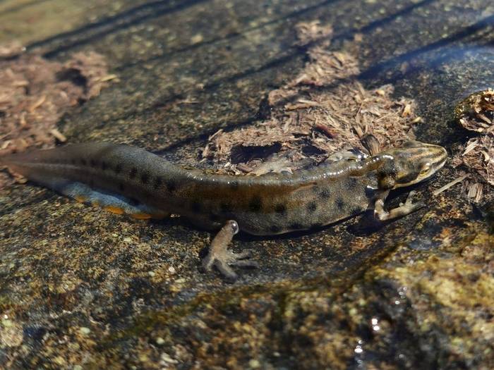 Schmidtler's Smooth Newt (Lissotriton schmidtleri) © Pieter Bouma, May 2025 tour