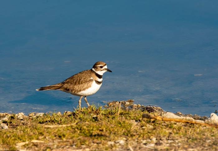 Killdeer, Ohio shutterstock_1102159214.jpg