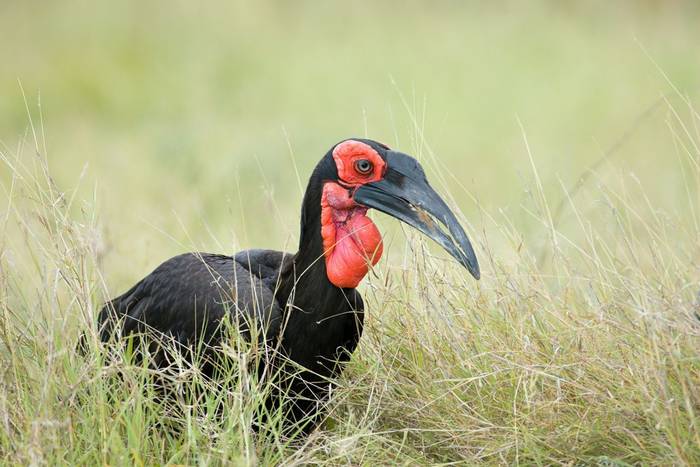 Southern Ground Hornbill (Johan Swanepoel).jpg