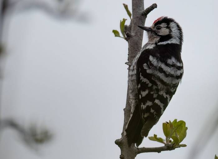 Lesser Spotted Woodpecker © Chris Griffin, May 2025 tour 1.jpg