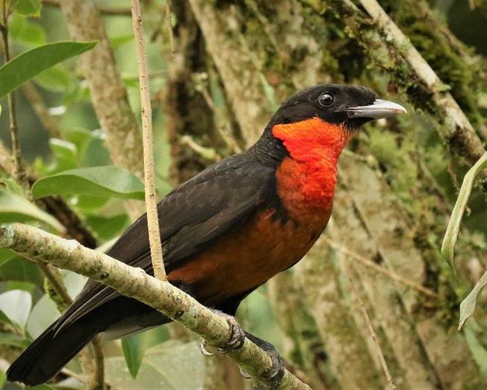 Red-ruffed Fruitcrow © Robin Smith