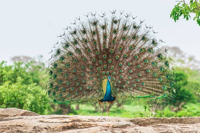 Peacock, Yala, Sri Lanka shutterstock_361465631.jpg