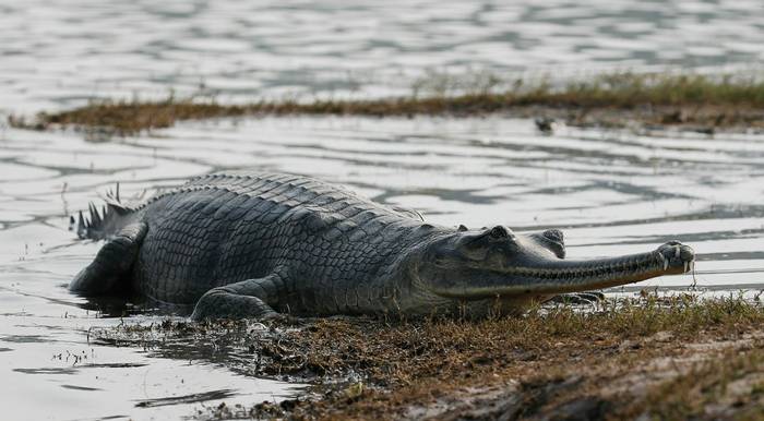 Gharial - Chambal River (Neil Pont)