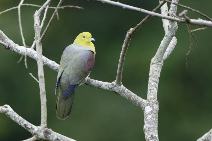Whistling Green-Pigeon © participant Alex Kozlenkov, March 2025