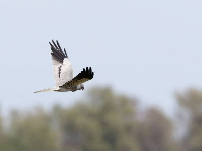 Montagus Harrier Kevin Elsby 34459174511 O