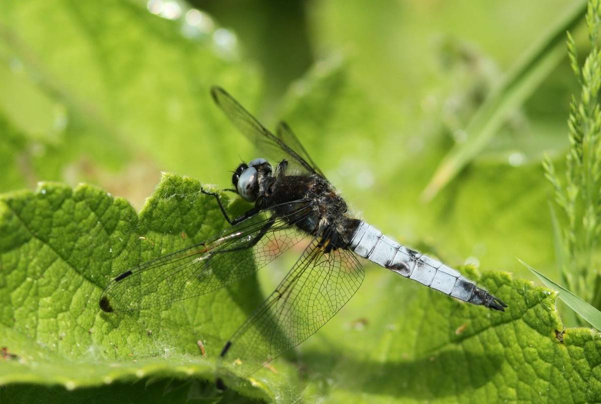 Scarce Chaser (male), Kent (Marc Heath).jpg