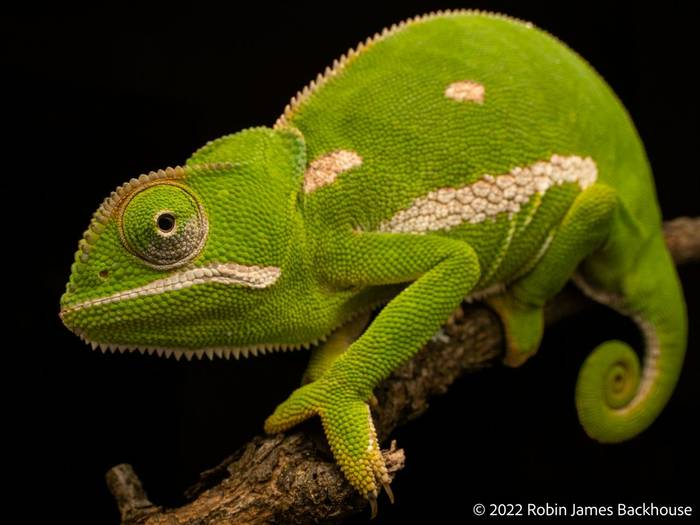 Flap-necked Chameleon (Chamaeleo dilepis) © Robin James Backhouse