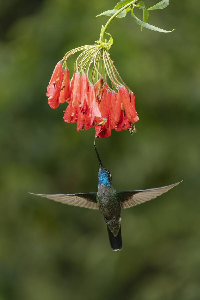 Talamanca Hummingbird © Oliver Smart, April 2026 tour