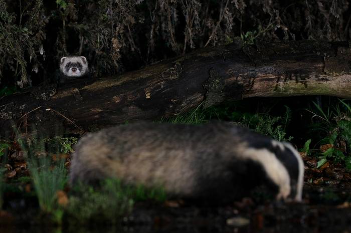 Polecat and Badger