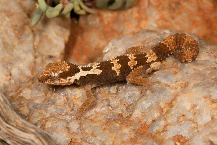 Rough-scaled Gecko (Pachydactylus rugosus) © Tyrone Ping