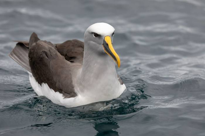Buller's Albatross, New Zealand shutterstock_1334759618.jpg