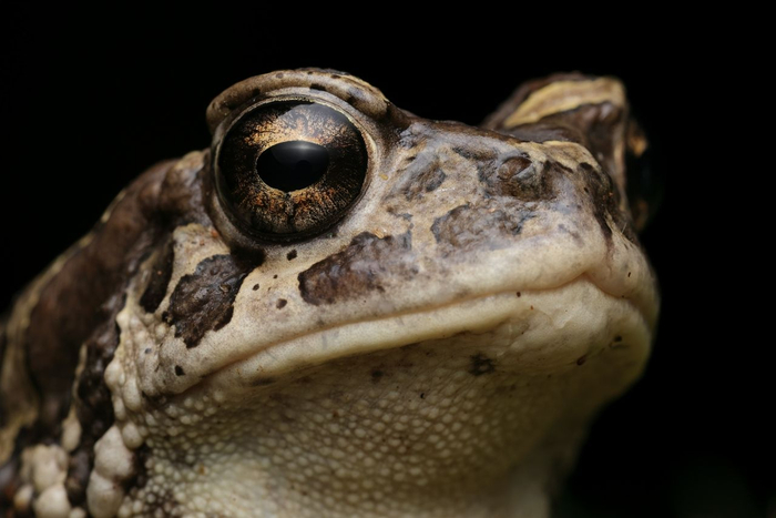 Berber Toad (Sclerophrys mauritanica) © Dan Kane Image