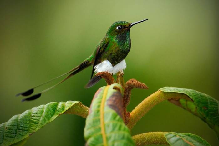 Booted Racket-tail shutterstock_402808876.jpg