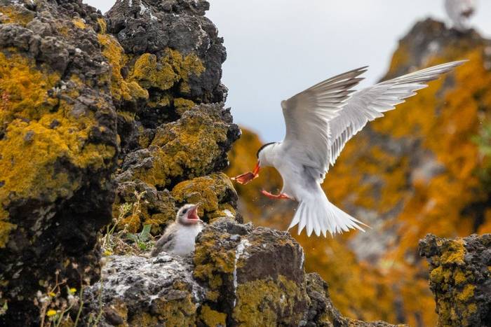 Common Tern feeding chick (Sara Frost).jpg