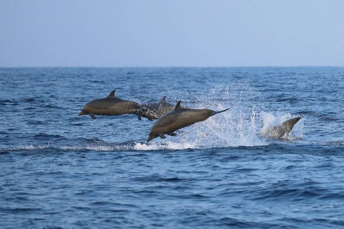 Pantropical Spotted Dolphins, Luca Boscain.JPG