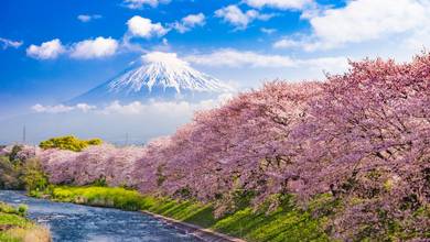 Mt. Fuji, Japan and river in Spring.