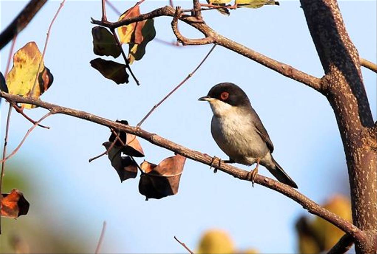 Sardinian Warbler (Stuart Elsom)