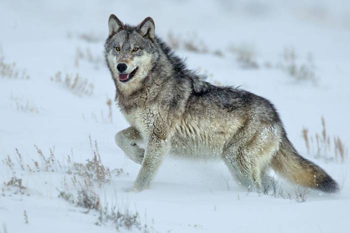 Grey Wolf, Yellowstone