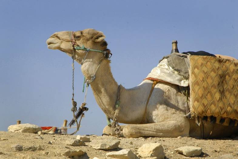 African Travel Inc Egypt - Memphis Saqqara Camel.JPG