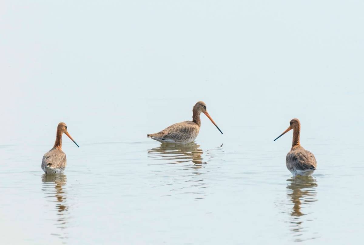 Black-tailed Godwit, UK shutterstock_1629586216.jpg