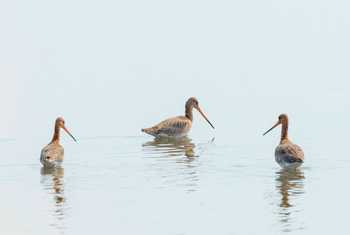 Black-tailed Godwit, UK shutterstock_1629586216.jpg